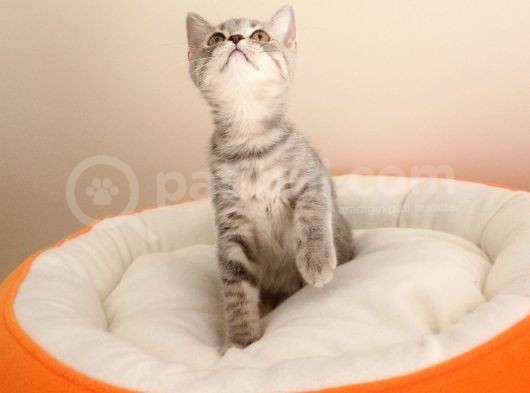 British Shorthair Yavrular Sizler İçin görsel