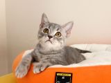 British Shorthair Yavrular