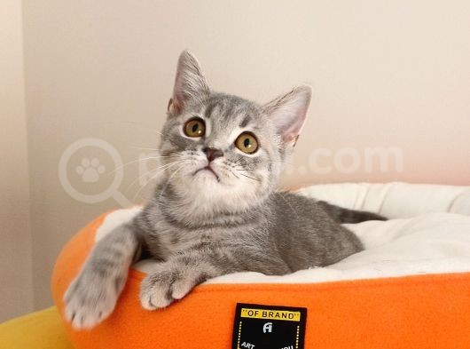 British Shorthair Yavrular