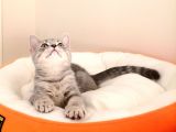 British Shorthair Yavrular Sizler İçin