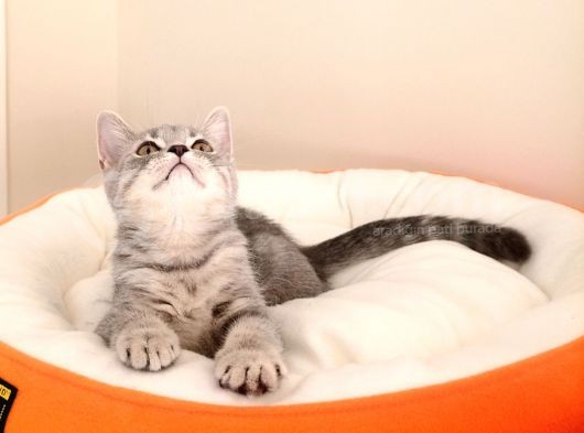 British Shorthair Yavrular Sizler İçin görsel