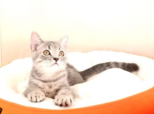 British Shorthair Yavrular Sizler İçin