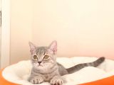 British Shorthair Yavrular Sizler İçin