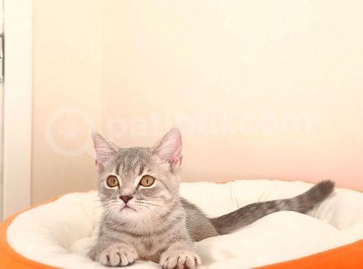 British Shorthair Yavrular Sizler İçin görsel