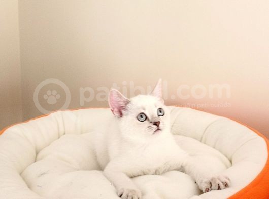 British Shorthair Yavrular görsel