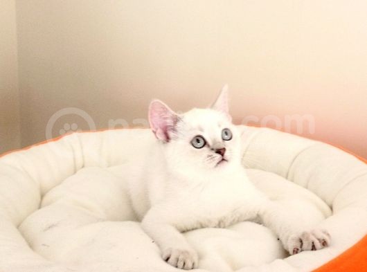 British Shorthair Yavrular görsel