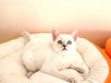 British Shorthair Yavrular