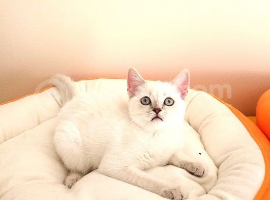 British Shorthair Yavrular
