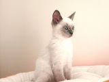 British Shorthair Lynx Point En Özel Renkler