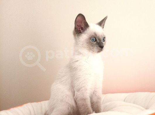British Shorthair Lynx Point En Özel Renkler görsel