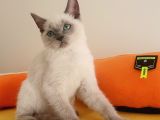 British Shorthair Lynx Point En Özel Renkler