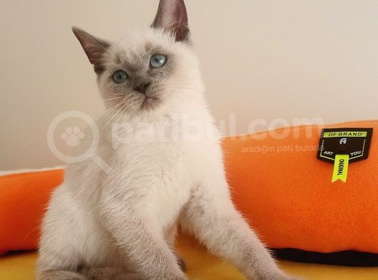 British Shorthair Lynx Point En Özel Renkler görsel