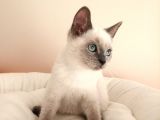 British Shorthair Lynx Point en Özel Renkler
