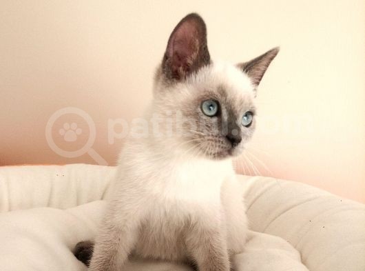 British Shorthair Lynx Point En Özel Renkler