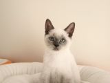 British Shorthair Lynx Point En Özel Renkler