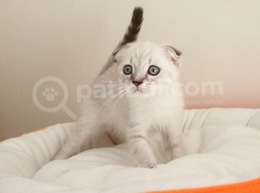 Scottish Fold Yavrularımız görsel