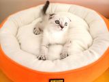 Scottish Fold Yavrularımız