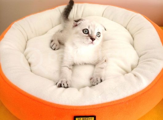 Scottish Fold Yavrularımız