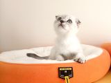Scottish Fold Yavrularımız