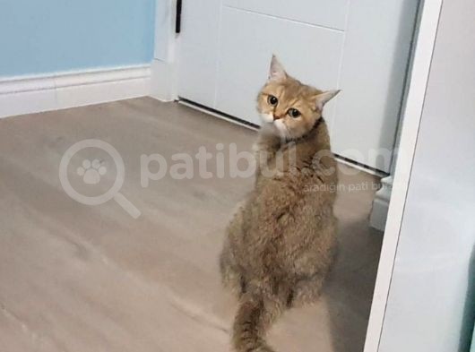 6 Aylık Erkek Scottish Fold Silver Ns11 görsel