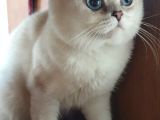 6 Aylık Erkek Scottish Fold Silver Ns11