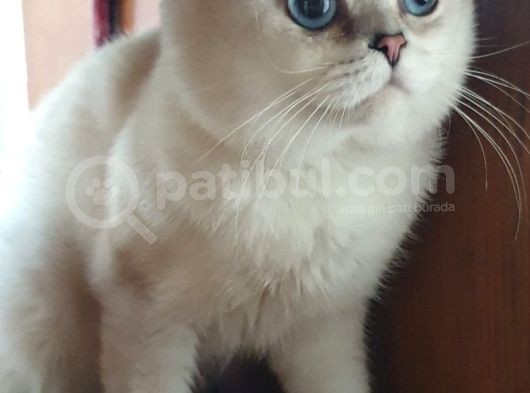 6 Aylık Erkek Scottish Fold Silver Ns11 görsel