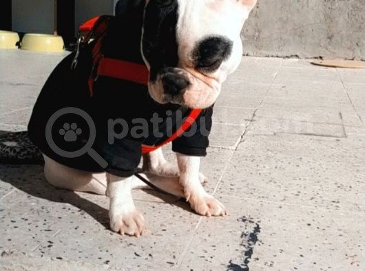 Anneli Kızlı French Buldogg görsel