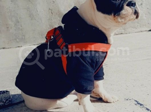 Anneli Kızlı French Buldogg