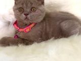 Truva Veterinerlik  British Shorthair Kedi Yavrusu