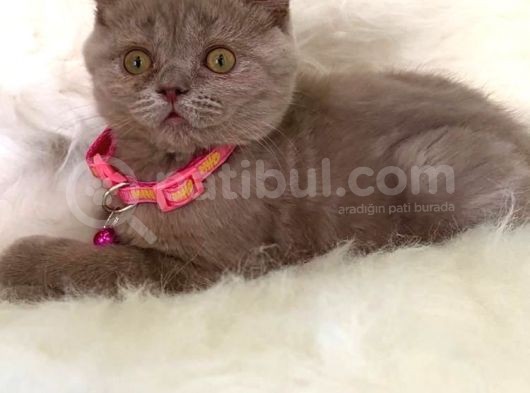 Truva Veterinerlik  British Shorthair Kedi Yavrusu görsel