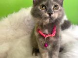 Truva Veterinerlik  British Shorthair Kedi