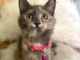 Truva Veterinerlik  British Shorthair Kedi