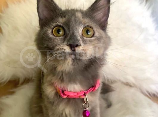Truva Veterinerlik  British Shorthair Kedi görsel