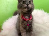 Truva Veterinerlik  British Shorthair Kedi