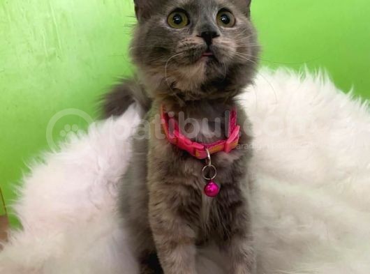 Truva Veterinerlik  British Shorthair Kedi görsel