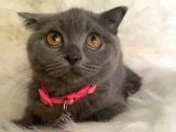 British Shorthair Kedi Truva Veterinerlik