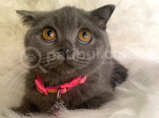 British Shorthair Kedi Truva Veterinerlik