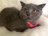 British Shorthair Kedi Truva Veterinerlik