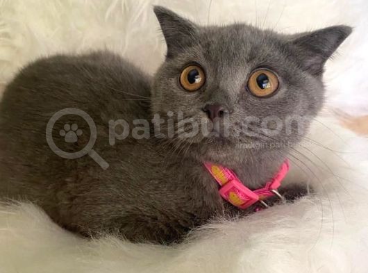 British Shorthair Kedi Truva Veterinerlik görsel