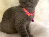British Shorthair Kedi Truva Veterinerlik