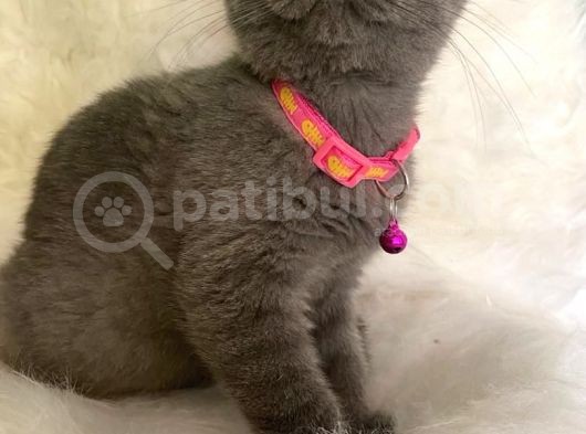 British Shorthair Kedi Truva Veterinerlik görsel