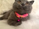 British Shorthair Kedi Truva Veterinerlik