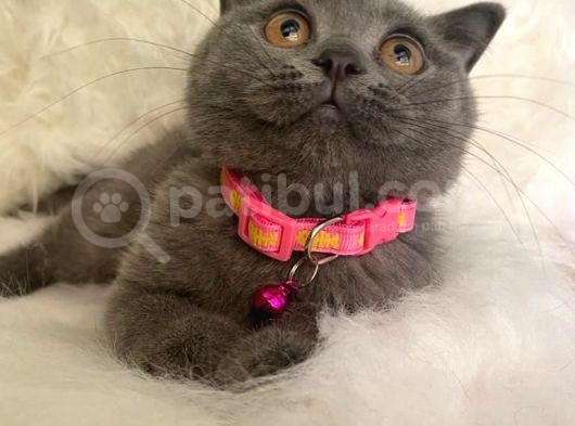 British Shorthair Kedi Truva Veterinerlik görsel