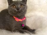 British Shorthair Kedi Truva Veterinerlik