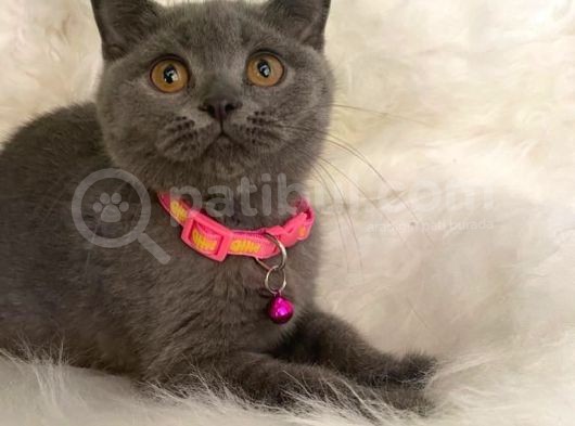 British Shorthair Kedi Truva Veterinerlik görsel