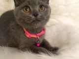 British Shorthair Kedi Truva Veterinerlik