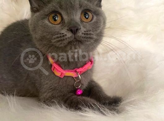 British Shorthair Kedi Truva Veterinerlik görsel