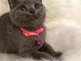 British Shorthair Kedi Truva Veterinerlik