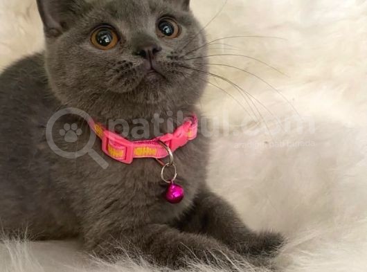 British Shorthair Kedi Truva Veterinerlik görsel