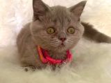 Truva Veterinerlik  British Shorthair Kedi Yavrusu